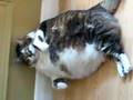 Fat Cat Cleaning Herself Against Wall