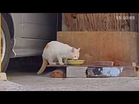 猫の動画サムネイル - 野良猫　お食事