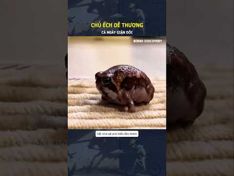 Chú ếch dễ thương, cả ngày giận dỗi#shorts