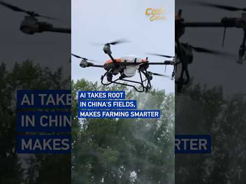AI takes root in China's fields, makes farming smarter #coolchina