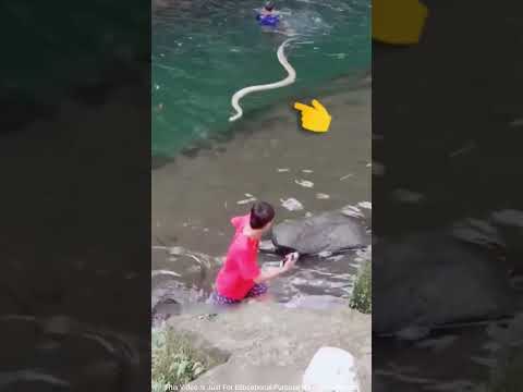 Why do snakes shed their skin twice a year? #shortvideo