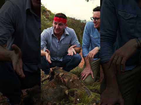 Dear Australia, your food…