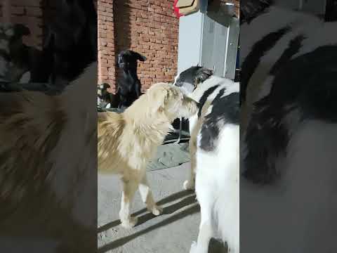 Last night Huahua was not honest, so king Charles and Rocky united and wanted to play it together.