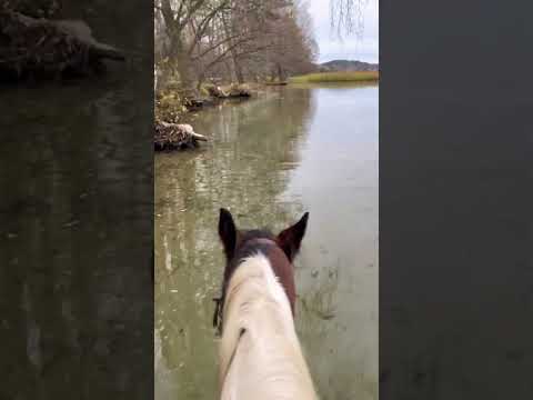 Nasze jezioro Wulpińskie - piękne jest, strefa ciszy #konie #horse #jezioro #lake
