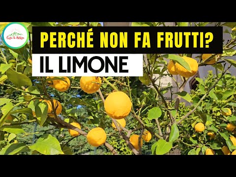 Perchè Il LIMONE NON FA FRUTTI?