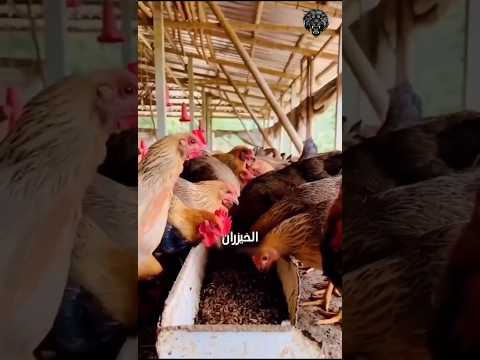 هذه الطريقة رائعة لبناء المنازل 🏠 في الصين 🇨🇳