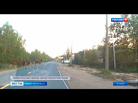 На Петрозаводском шоссе путь водителю преградило семейство лосей