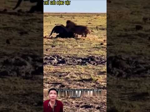 sư tử tấn công một chú voi con khoảnh khắc đầy kịch tính.