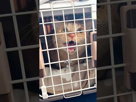 体調が悪くて、病院に連れて行かれた猫の1日 #cat #つなまよ ネコ