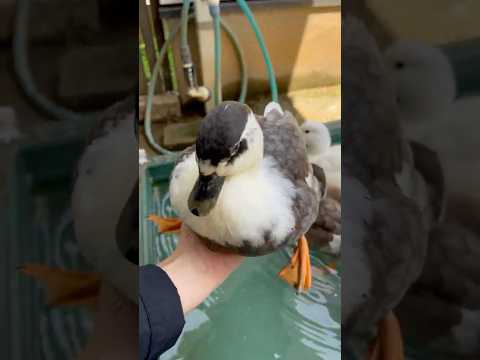 プピーと言うオチョチョ。Ochocho says “Pupi!”.
