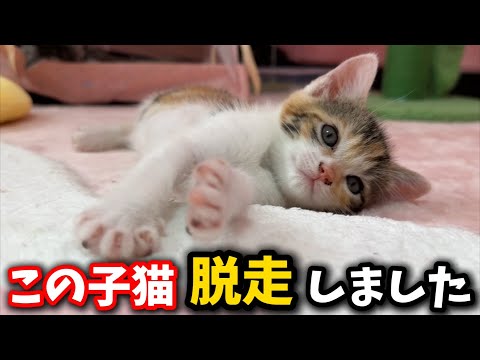 1ヶ月の子猫が脱走中です：詳細と捜索の呼びかけ サムネイル