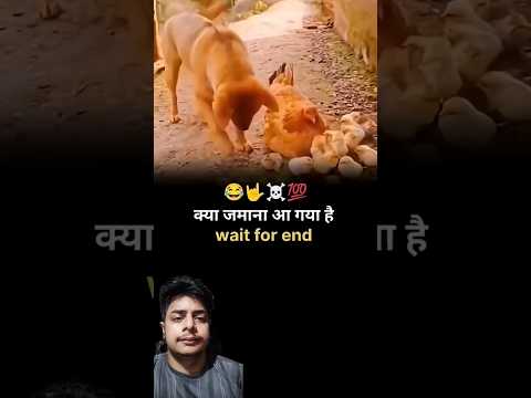 A disabled duckling helps his cat friend🐥#DuckRescue #CuteAnimal #AnimalRescue