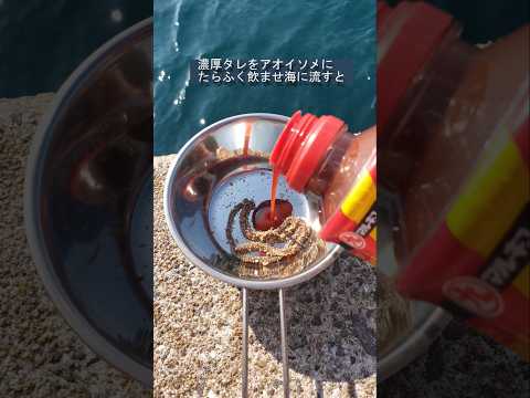 濃厚タレをアオイソメに飲ませ海に流すと大変なことになる