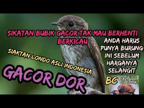 si suara merdu sikatan bubik gacor