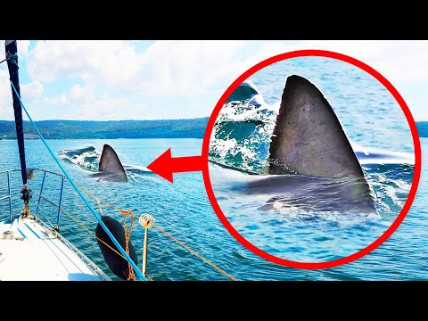 Si ves una aleta en el agua, puede que no sea un tiburón