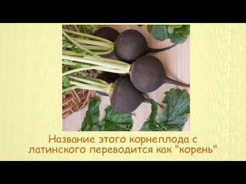 Кулинарная энциклопедия - Редька - UC7XBjhXnmmXFsxmnys9PmDQ