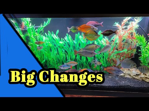 Fish Room Update_ Big Changes in the Fish Room FISH ROOM UPDATE_ Big Changes in the Fish room
Back to basics for me as I simplify and refocus on wh