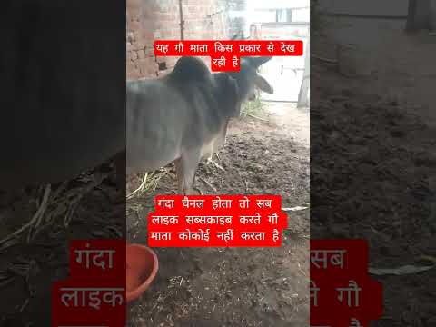 यह गौ माता किस प्रकार से देख रही है #100millon #cow #motivation #13million #gaumata