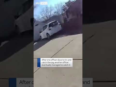 Runaway pig creates chase for police