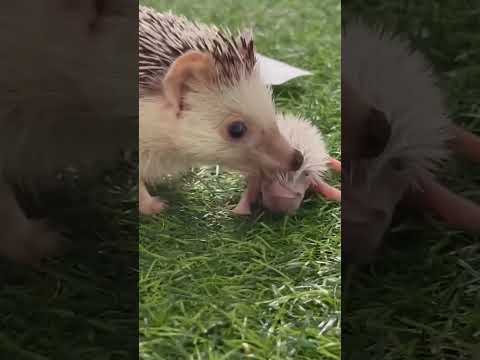 Cute baby Hedgehog 🦔😍 #shorts #viralvideo #shortvideo #cuteanimal #cute #hedgehog #hedgehoglife #fyp