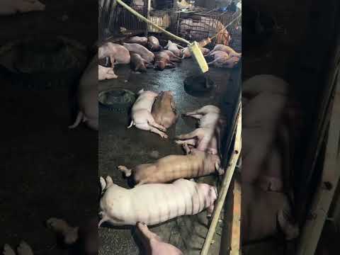 Lợn bị điện giật chết hết các bác ạ