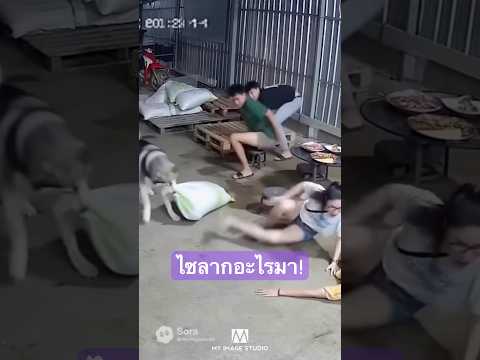 ไซลากอะไรมา..?(Ep.1) 😳 #dog  #siberianhusky #funny  #หมูกระทะ  #AI  #น่ากลัว