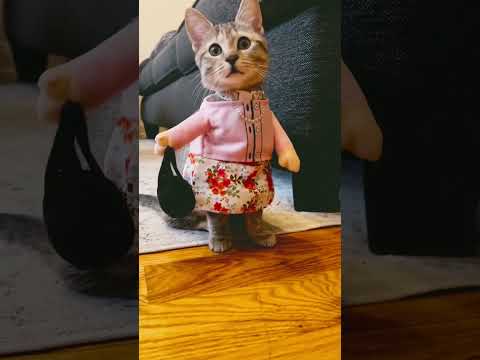 #shorts #love #travel #viral #nature #cat #cats #catlover #catvideos #pet #pets #dog #catvideo