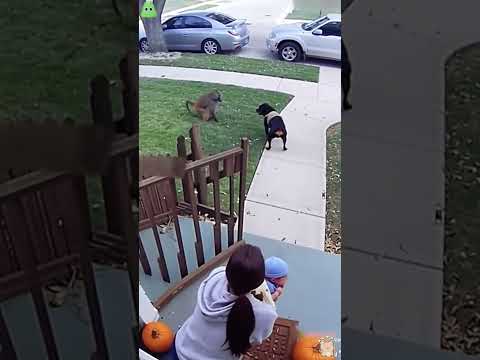 Phillies land All-Star closer Jhoan Duran ahead of MLB trade deadline 👀🔥 #JhoanDuran