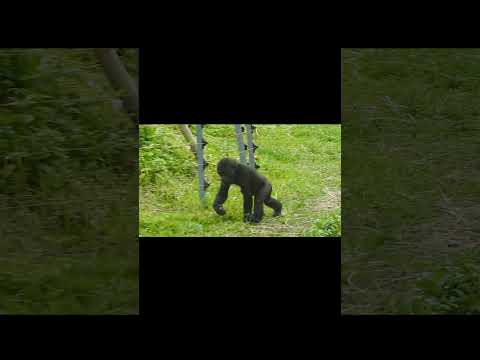 #gorilla Tayari 11y1m old mom & son Jabali 1y5m old #shorts. 呷百二 J跑向T サムネイル