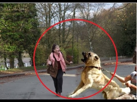 When people can't control their dogs!!! - UCI-mqa072aPsYSijI3pzxzw
