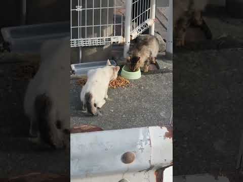野良猫保護#救助#捨て猫#公園猫#Protecting stray cats #Rescue #Abandoned cats