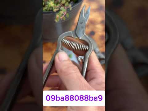 Chia sẽ giao lưu cùng ae đam mê nghệ thuật tạo tác bonsai #bonsai #bonsaiart #bonsaitools