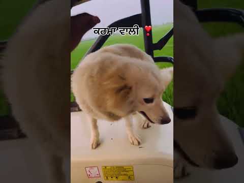 🫶❣️ #pomeranian #pom #jattwaad #jatt #jattlife #doglovers #puppy  #punjab #punjabi  #instamood