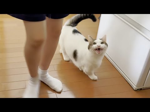 オヤツを催促する豆大福猫の愛らしい行動解説 サムネイル