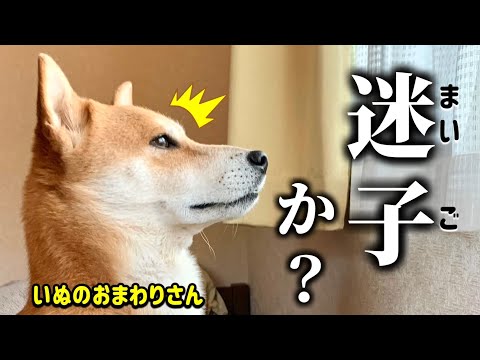 メンバーに猫ちゃんがいない事に不信感を抱くする柴犬こむぎ【あるじのステップ】