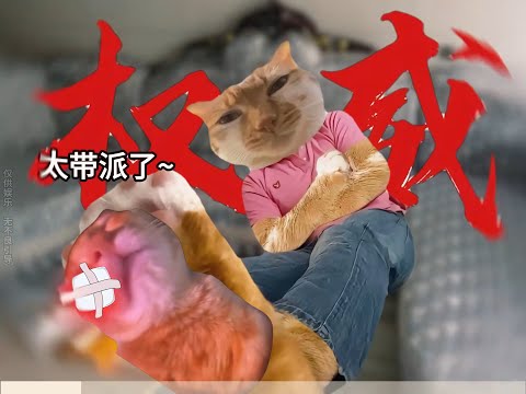 猫の動画サムネイル - 发现弟弟是小混混 #有趣 #猫meme #猫meme剧场 #猫meme小剧场 #内容过于真实  #故事 #貓 #猫猫meme小剧场 #喵不可言