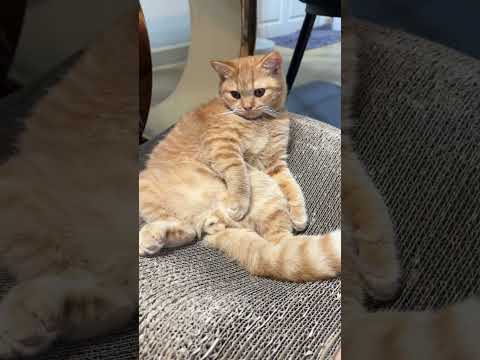 เซ็งไข่จะหาย #cat #cutecat #cute #funnycats #pets #แมว #funny #แมวถังแก๊ส #kitten #animals