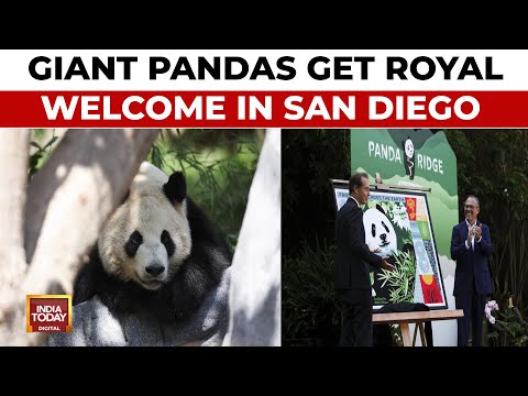 US Panda: Giant Pandas Xin Bao and Yun Chuan Make Debut At San Diego Zoo