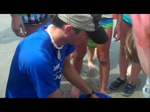 Ripley's Aquarium at Ocean Creek Resort - Needlefish