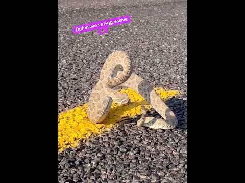 Are Rattlesnakes aggressive 🤔 Check this out 🐍