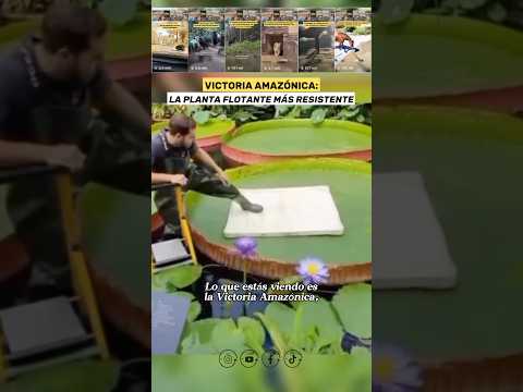 ¡Flotando Sobre una Planta Gigante!