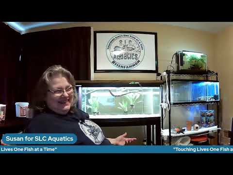 In the Fish Room with Susan join me tonight for some fish hobby stuff

Website_ http_//slcaquatics.org
Resource Page_ http_//slc