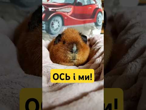 МОРСЬКІ СВИНКИ ✨ #shorts #svinkishow #pets