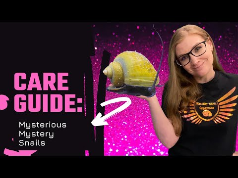 Care Guide_ Mysterious Mystery Snails! Mystery Snails are one of the most beautiful snails in our hobby, but they're also one of the most m
