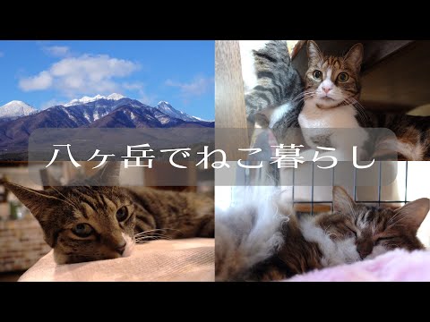 【🍃188話】ひとり暮らしの、猫時間、ごはん時間、おやつ時間🌲～八ヶ岳南麓移住物語～60代ひとりと猫8匹の田舎暮らし🐈