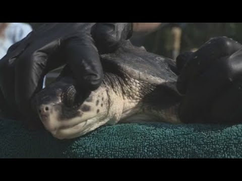 Del frío de Massachusetts a Florida: las tortugas tambien vuelan