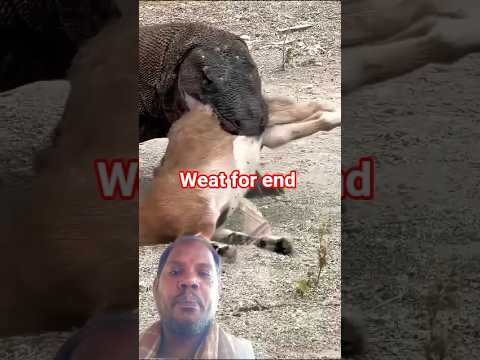 animol lovers #komodo #wildlife #animals #shortsfeed #youtubeshorts #shorts #wildanimals #viral