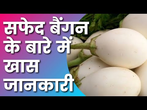 Eggplant Reality | Eggplant in Hindi | About Eggplant | Eggplant Vs White Brinjal | Power Study