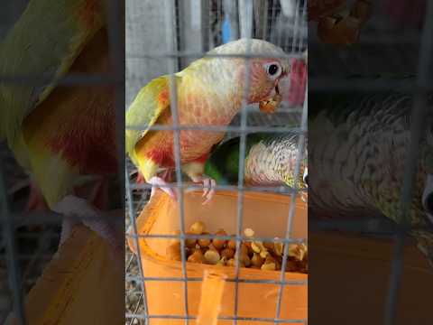 Cute birds feeding time ♥️🦜 #birds #parrot #conure #cockatiel #trending #viral #ytshorts #animals