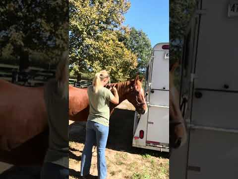 It’s been windy in Middle TN & Fox’s mane has been tangled so I put braids in to help him out!🪮